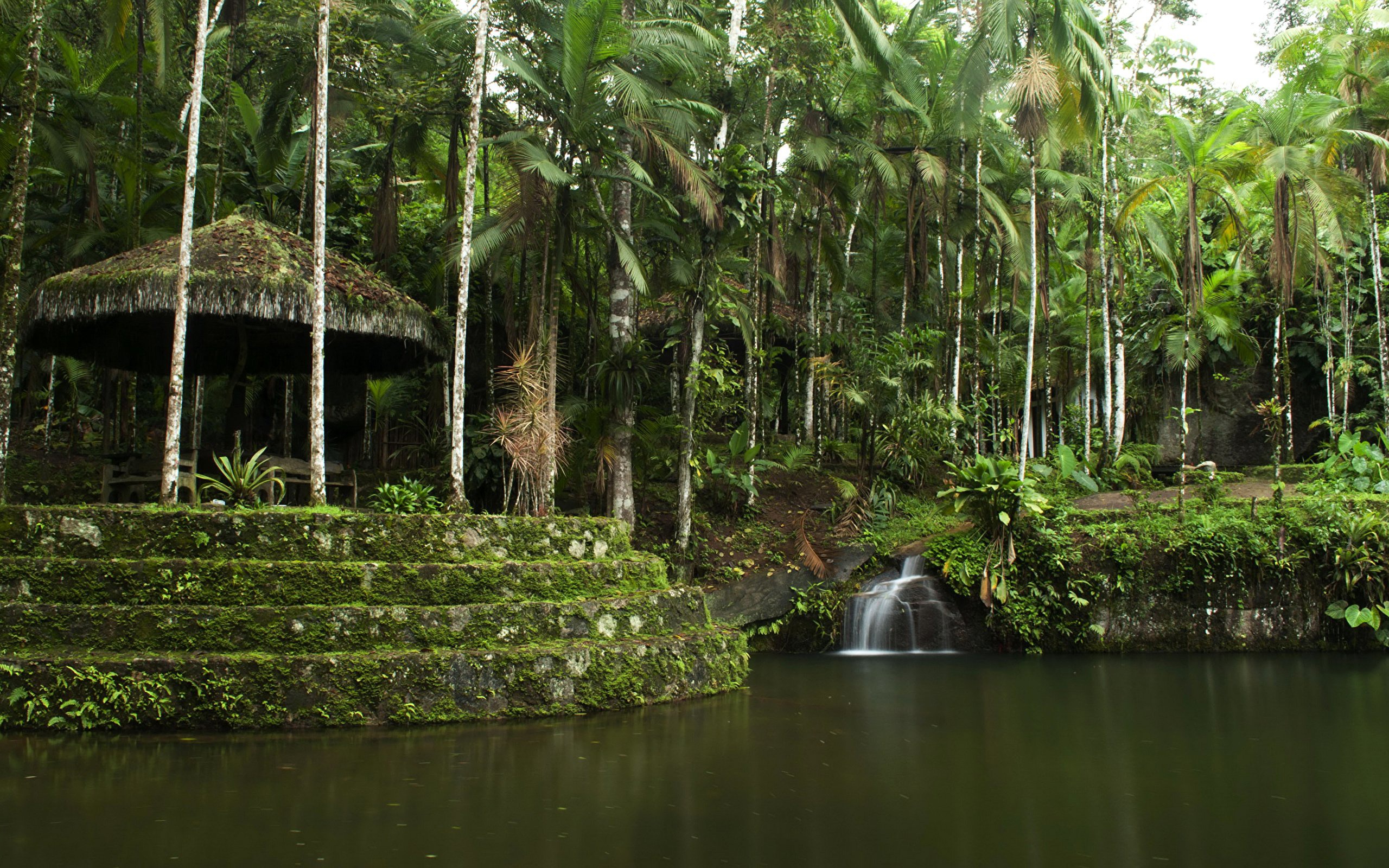 Brazil tropical. Амазонские джунгли Бразилия. Амазонский дождевой лес Бразилия. Тропические леса амазонки в Бразилии. Бразилия тропические леса Сельва.