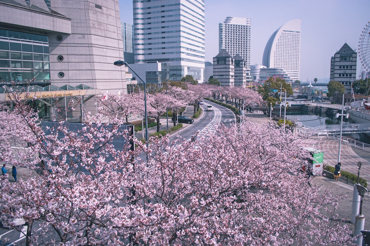 Tokyo summer. Йокогама Япония. Йокогама город в Японии. Йокогама Сакура. Йокогама Япония Сакура.